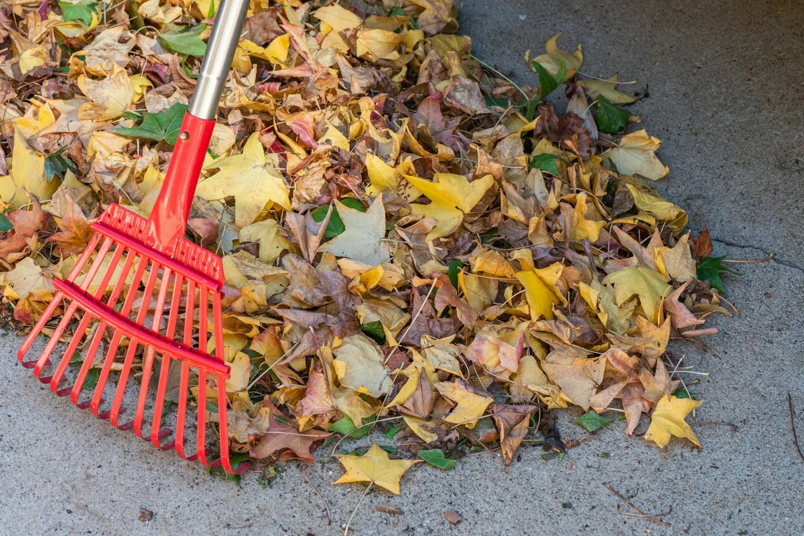 Rake beside a pile of fallen autumn leaves