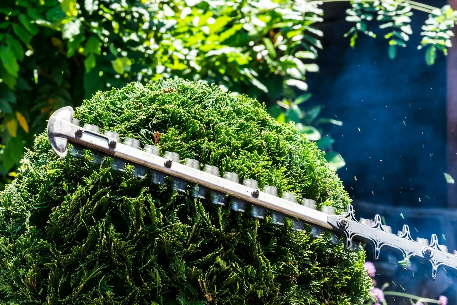 Hedge trimmer shaping a rounded evergreen shrub