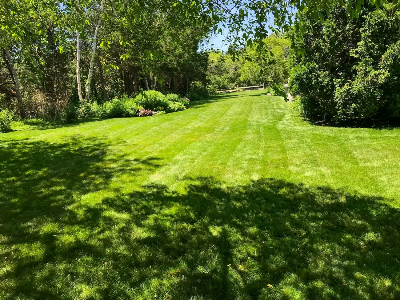 Freshly mowed backyard lawn with mowing stripes, bordered by tall shade trees